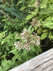 Eupatorium cannabinum