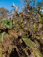 Caryocaraceae
