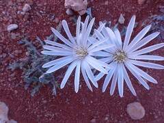 Gazania jurineifolia