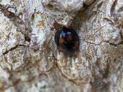 Exochomus quadripustulatus