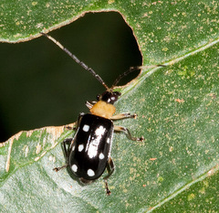 Diabroticina
