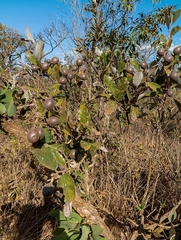 Caryocaraceae
