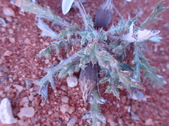 Gazania jurineifolia