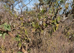 Caryocaraceae