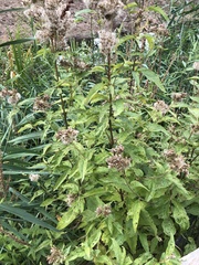 Eupatorium cannabinum