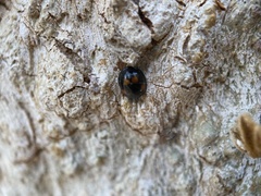 Exochomus quadripustulatus