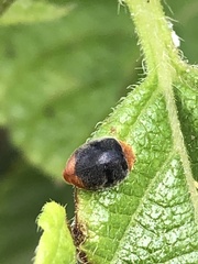 Cryptolaemus