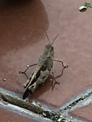 Aiolopus strepens