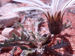 Gazania jurineifolia