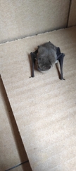 Pipistrellus