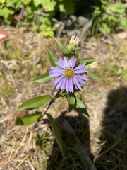 Eurybia spectabilis