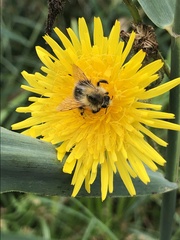 Bombus pascuorum