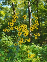 Coreopsis tripteris