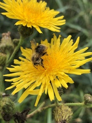 Bombus pascuorum