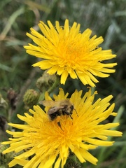 Bombus pascuorum