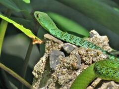 Philothamnus semivariegatus