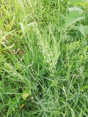 Arrhenatherum elatius