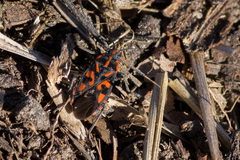 Spilostethus saxatilis