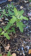 Chenopodium ficifolium