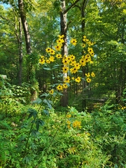 Coreopsis tripteris