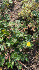 Potentilla argentea