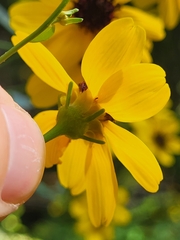 Coreopsis tripteris