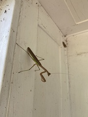 Stagmomantis carolina