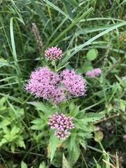 Eupatorium cannabinum