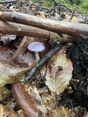 Cortinarius iodes