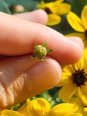 Coreopsis tripteris