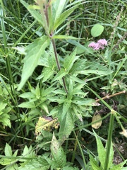 Eupatorium cannabinum