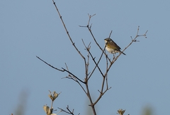 Coryphaspiza melanotis