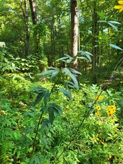 Coreopsis tripteris