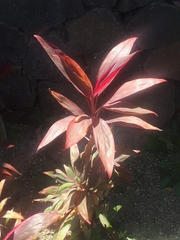 Cordyline fruticosa
