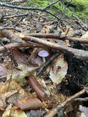 Cortinarius iodes