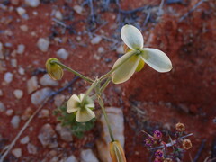 Albuca spiralis