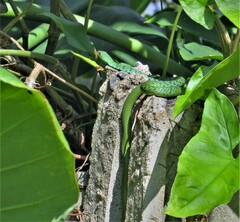 Philothamnus semivariegatus