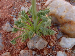 Albuca spiralis