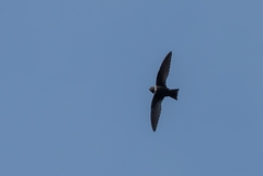 Streptoprocne zonaris