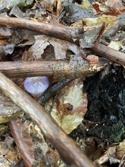 Cortinarius iodes
