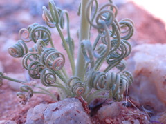 Albuca spiralis