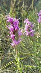 Liatris punctata
