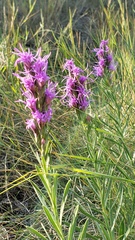 Liatris punctata