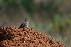 Geositta poeciloptera