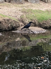Corvus corone