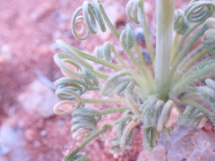 Albuca spiralis
