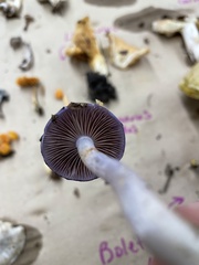 Cortinarius iodes