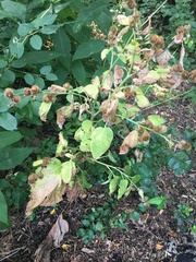 Arctium lappa