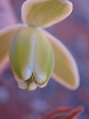 Albuca spiralis