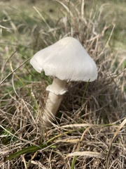 Macrolepiota mastoidea